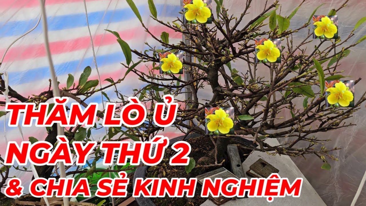 🔴 QBS24621 - THĂM LÒ Ủ NHIỆT MAI VÀNG SAU 2 NGÀY ĐỐT LÒ | CÁCH LÀM LÒ Ủ NHIỆT MAI VÀNG |MAI VÀNG 123
