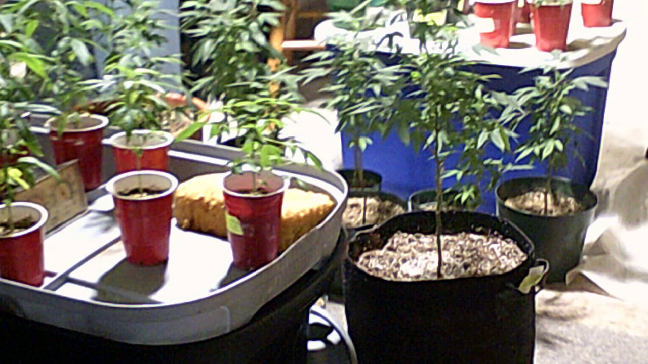 Cannabis Growing with James (Cannabis Sativa)