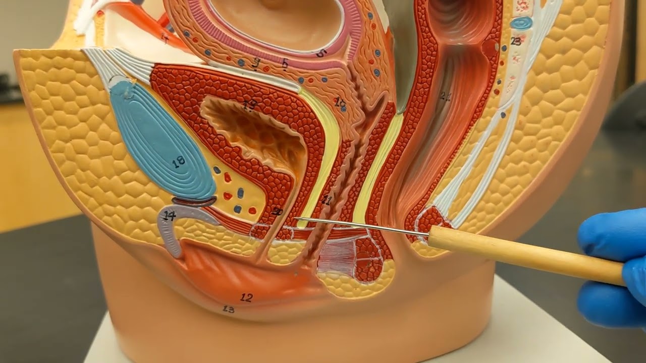 Female Reproductive System with Placenta