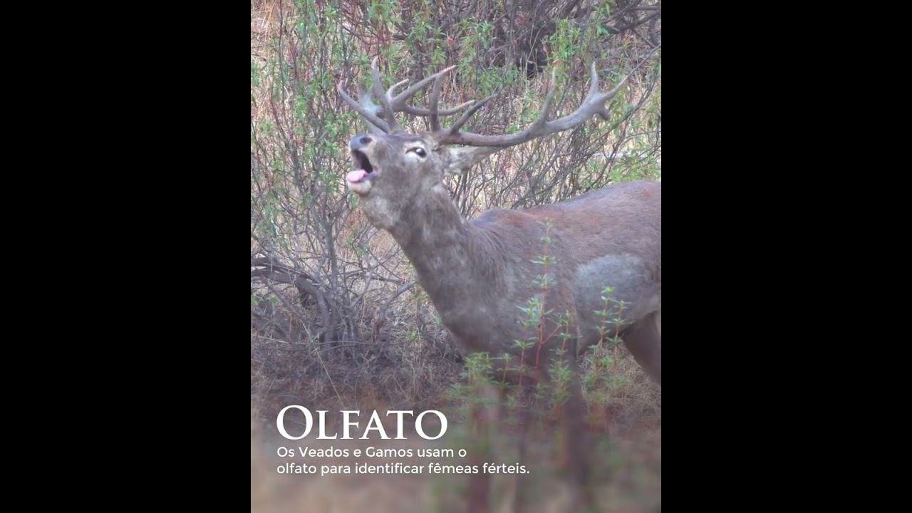 A Brama em Mértola