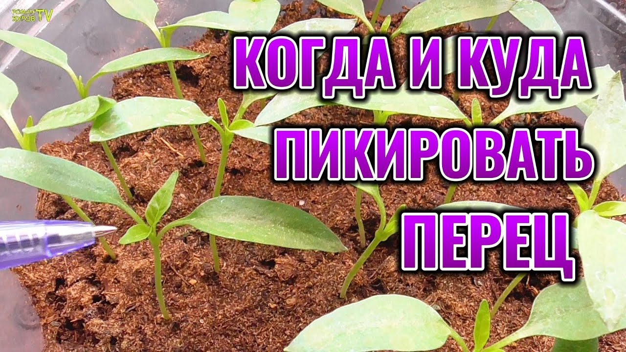 Не ПИКИРУЙ рассаду ПЕРЦА пока не посмотришь это видео 🌱