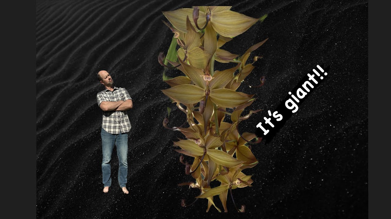 Апрельское обновление Catasetum и Cycnoches cooperi