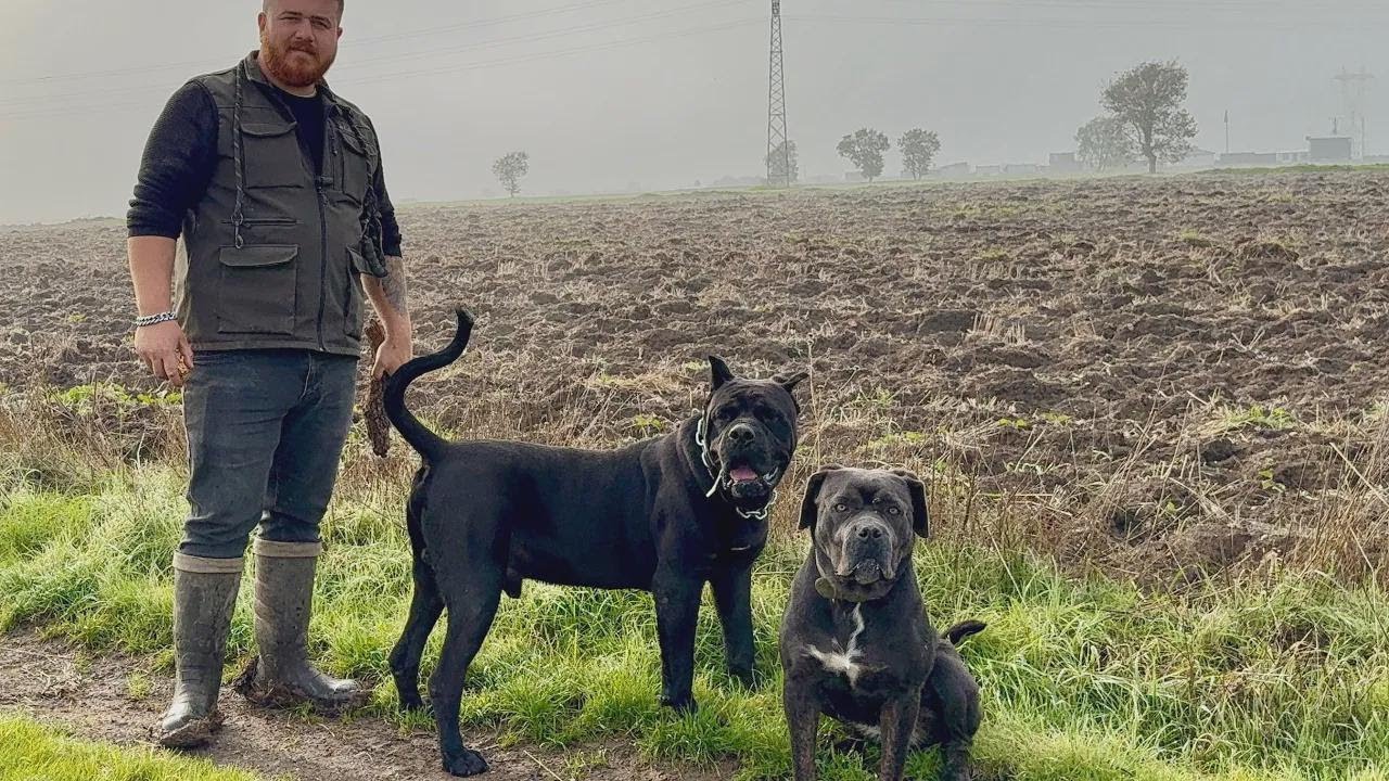 E momentul iubirii pentru Hektor, Cane Corso! Îl împerechez cu Zeina – Puișori pe drum 🐶❤️