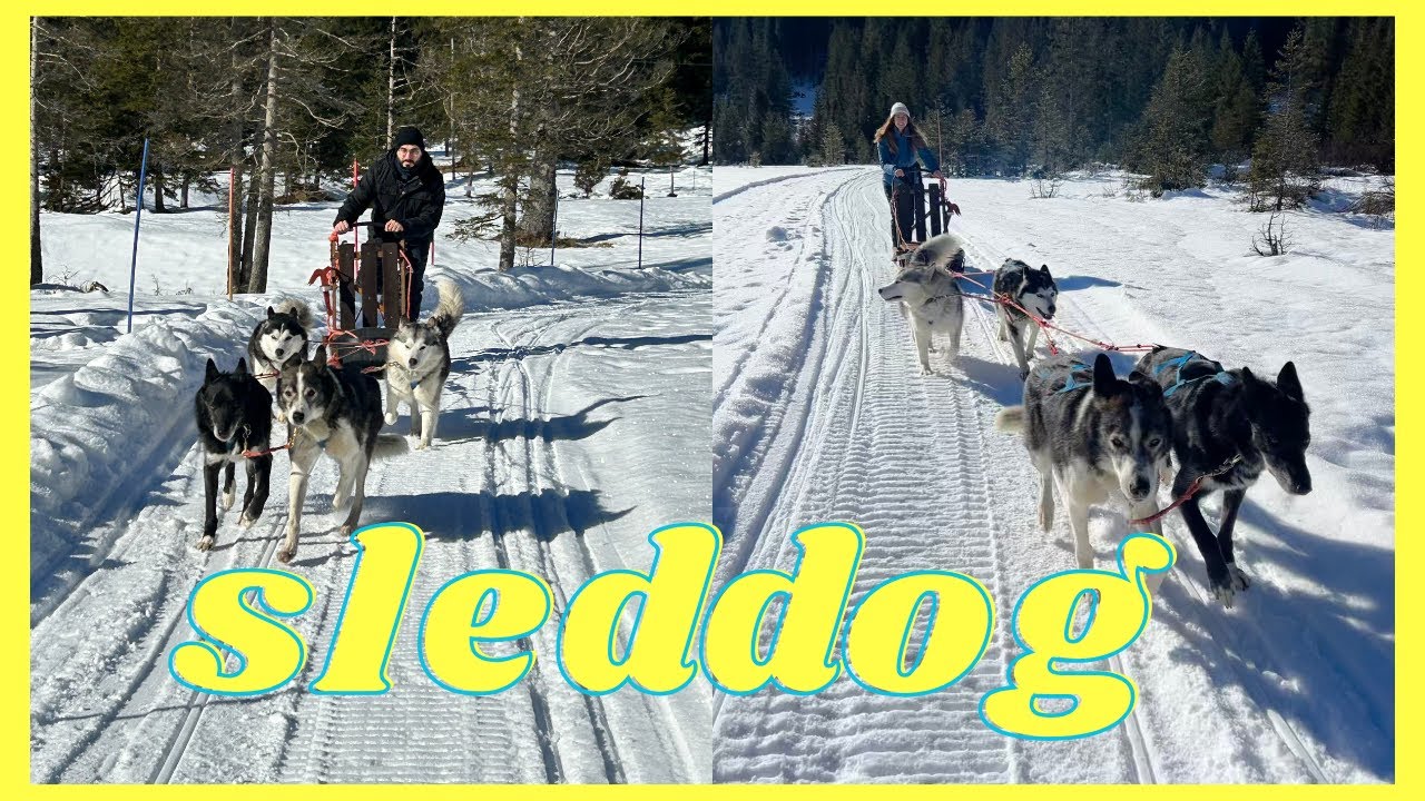 Avventura con i CANI DA SLITTA in LOMBARDIA 🛷