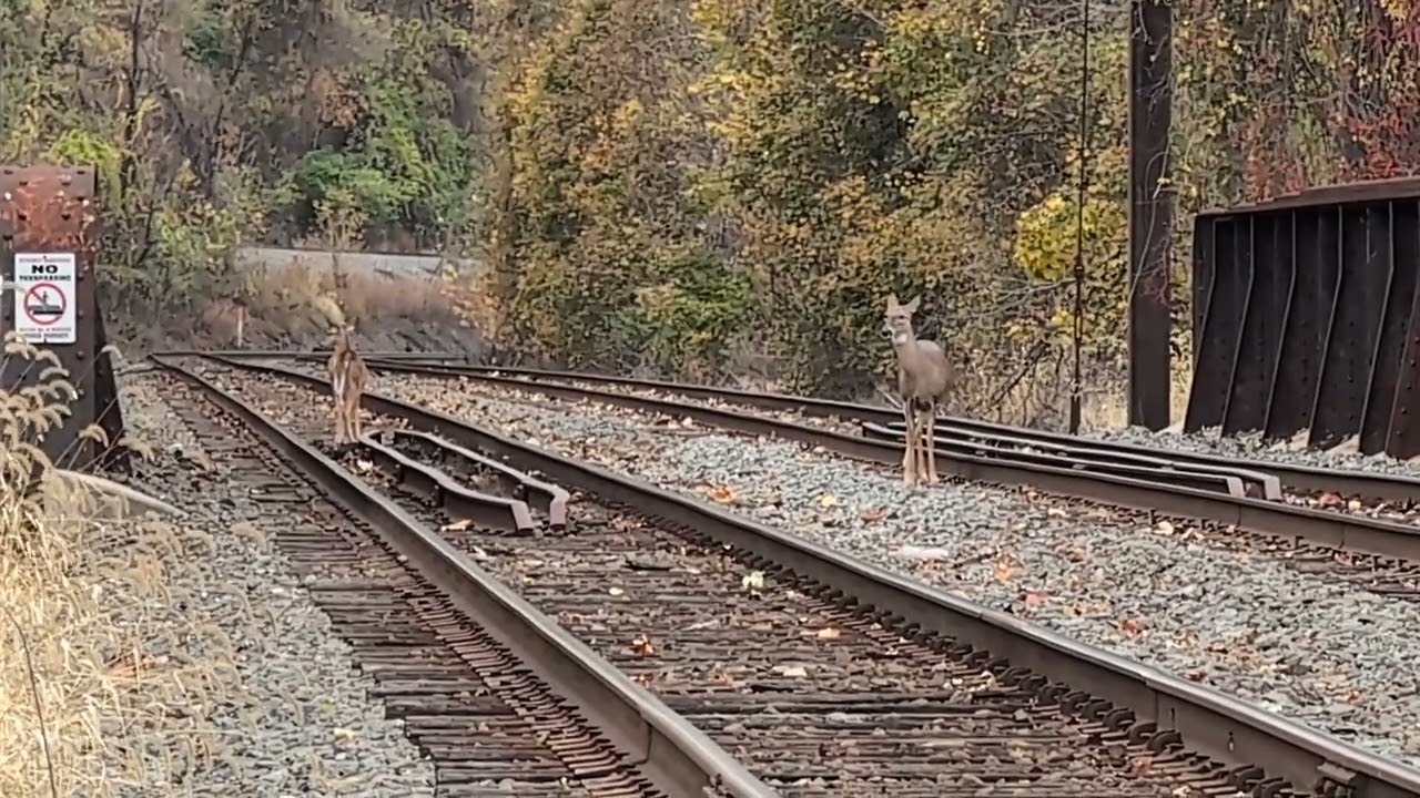 NS 1065 Savannah and Atlanta, trespassers, enthusiastic wave