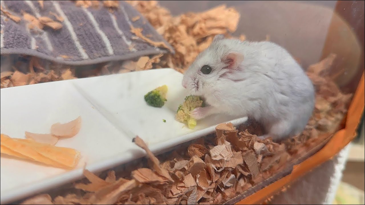 【ハムスター】ブロッコリーにかぶりついたジャンガリアンハムスター【4K】Djungarian hamster biting into broccoli