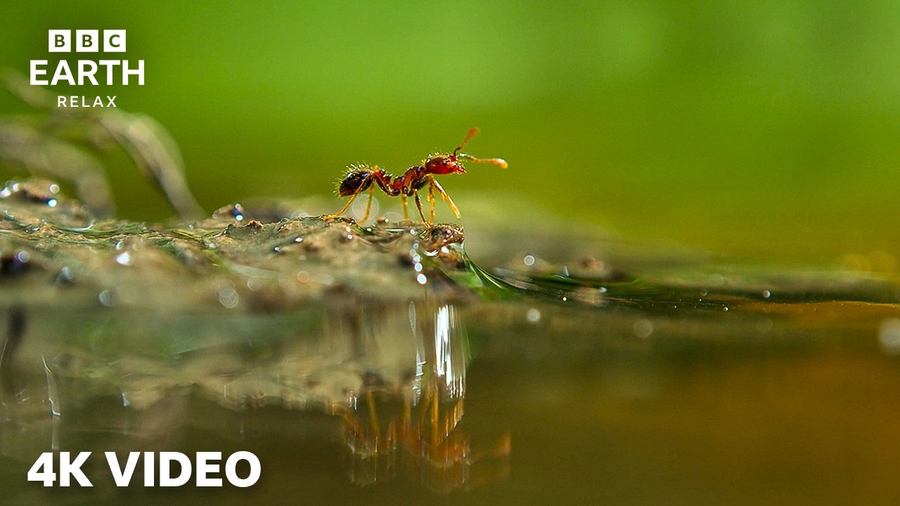 A Perfect Planet | Wildlife in Motion in 4K | BBC Earth Relax