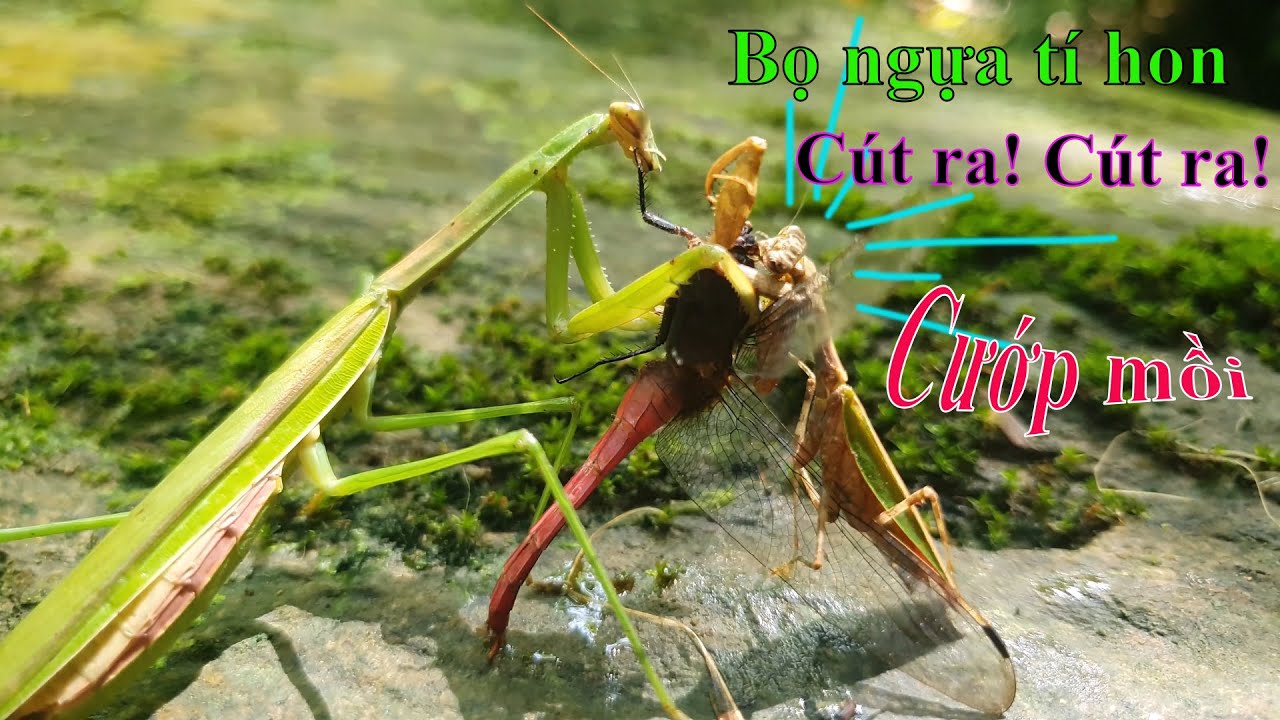 Chàng bọ ngựa tí hon đánh thắng kẻ khổng lồ ⚔ Cuộc chiến không cân sức