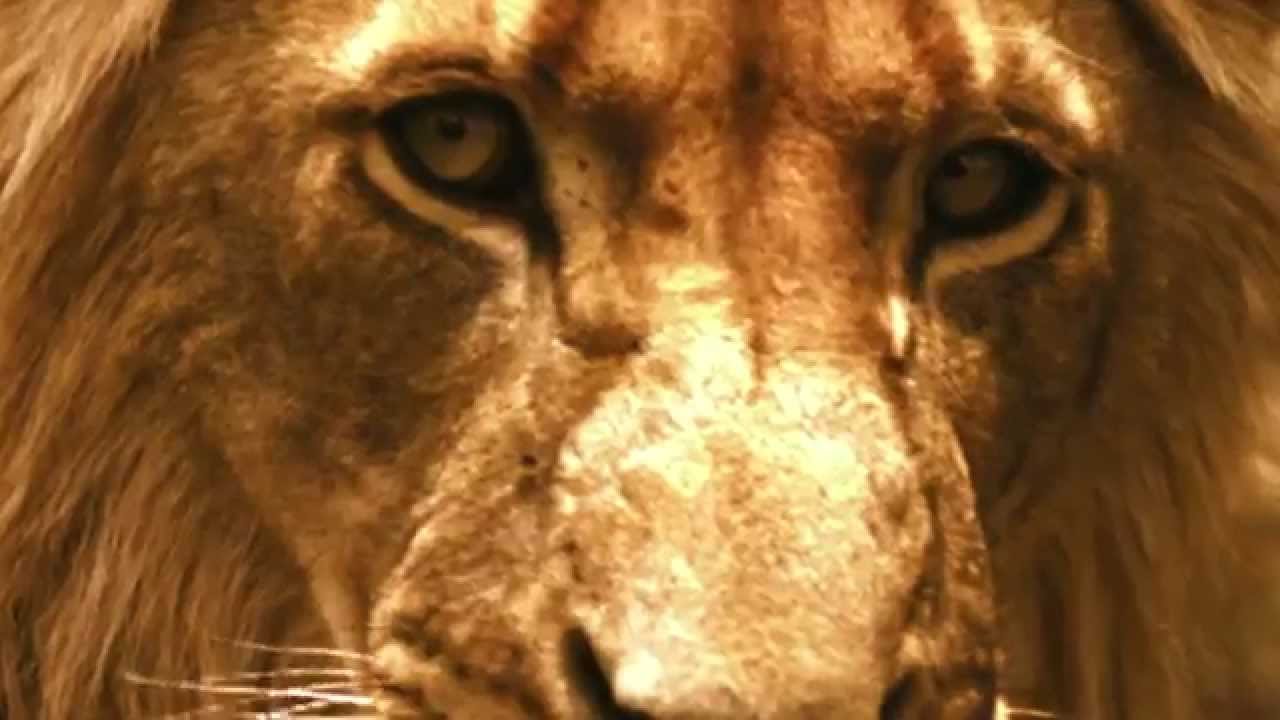The Lions of Sabi Sand: Brothers in Blood