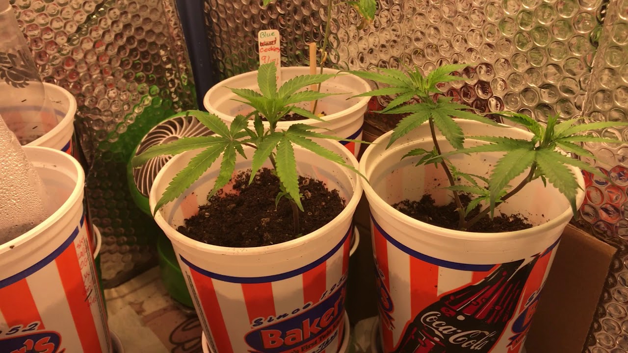 Clone And New Seedlings Update