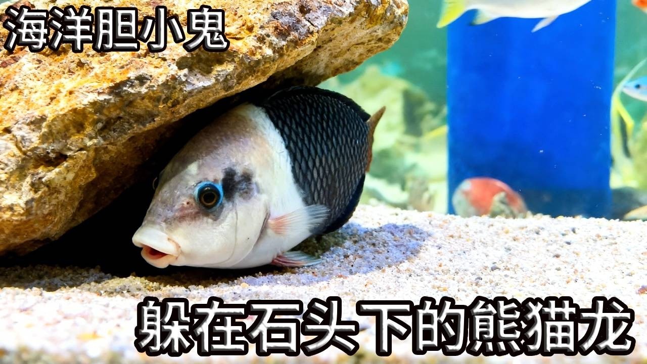 我家的熊猫龙，每天的日常就是躲在石头下当 “咸鱼”？拿出你龙的霸气来啊喂！【奇奇de海洋】
