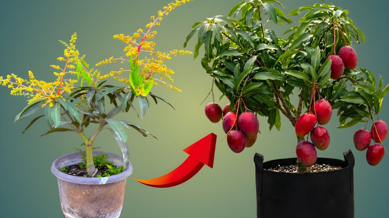 How To Save Fruit After Flowering On Mango Plant....