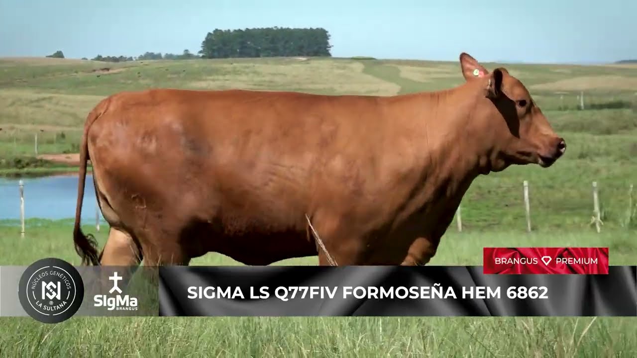SIGMA LS Q77FIV FORMOSEÑA HEM 6862 · Donantes Núcleo Genético La Sultana