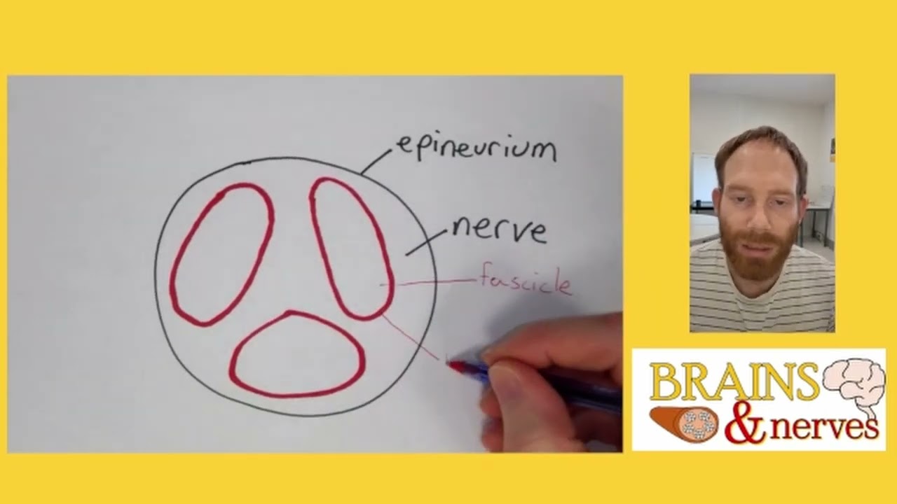 What is a nerve fascicle?