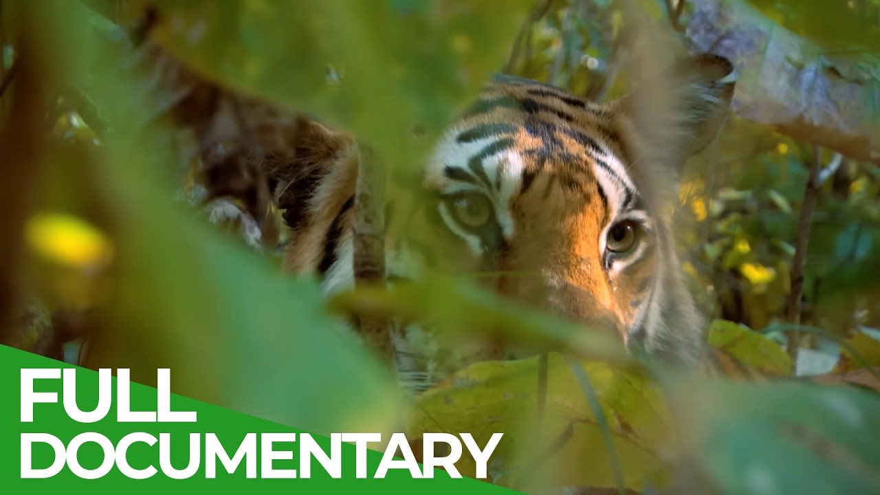 Wild India - Fantastic Creatures of the Tiger Jungle | Free Documentary Nature