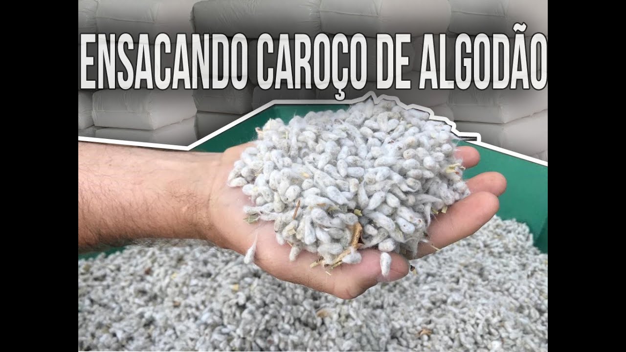 Ensacadora de Caroço de Algodão