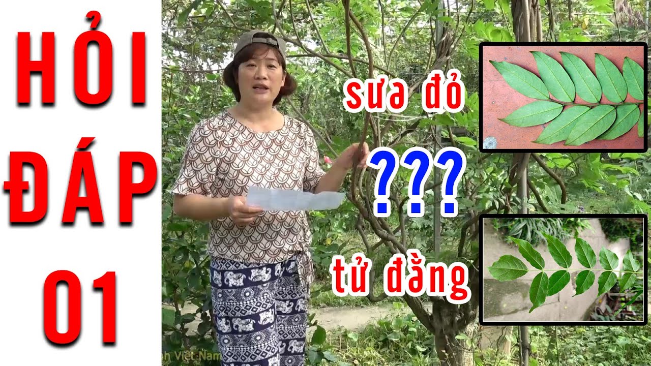 [ HỎI ĐÁP 001 ] Mua TỬ ĐẰNG, được GỖ SƯA??? Cách phân biệt CÂY TỬ ĐẰNG THẬT và GIẢ