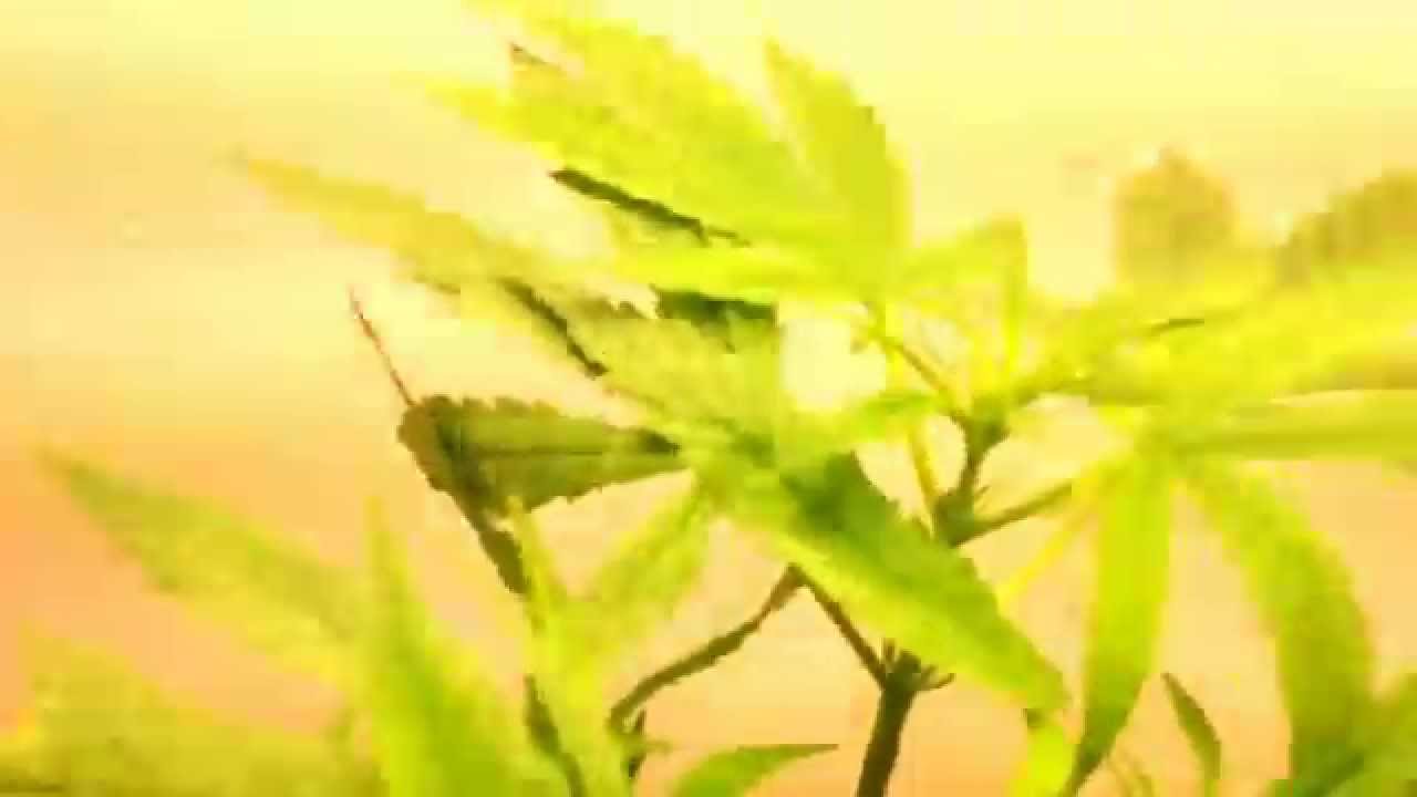 Flower bomb kush update and ftb