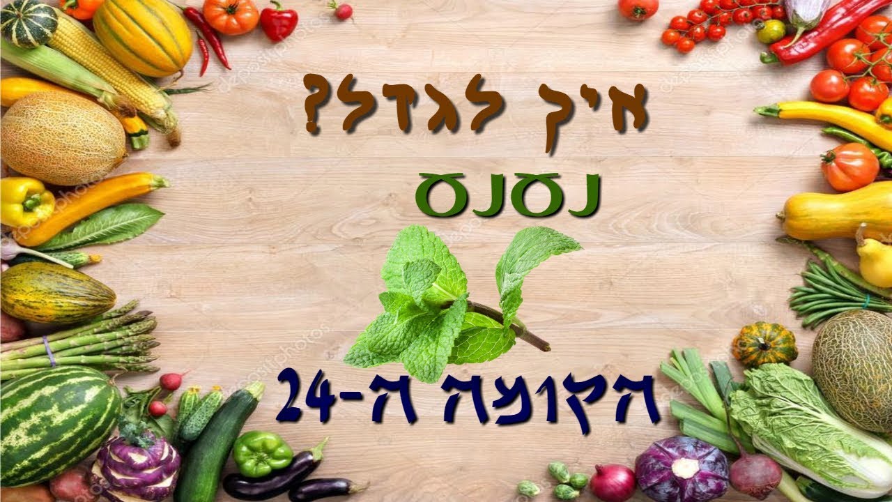 איך לגדל נענע?