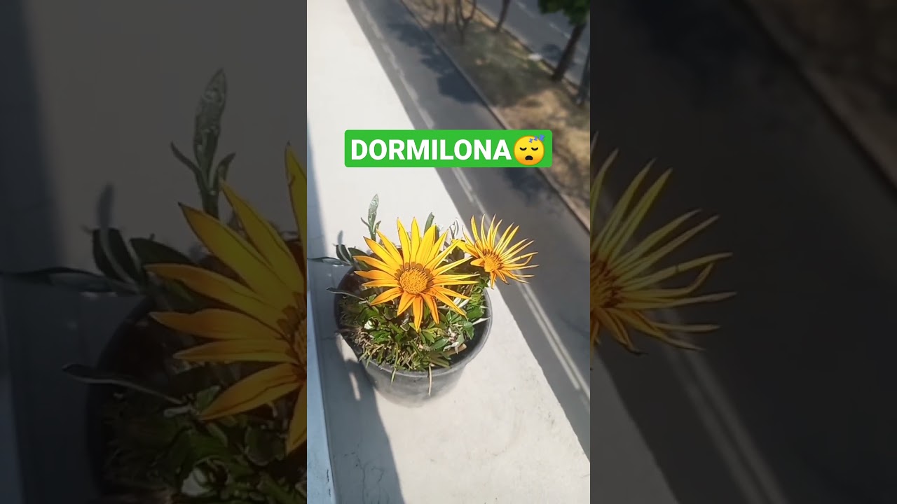#plantas #flores #naturaleza #dormilona #Viral #trending #short 🌿🌻