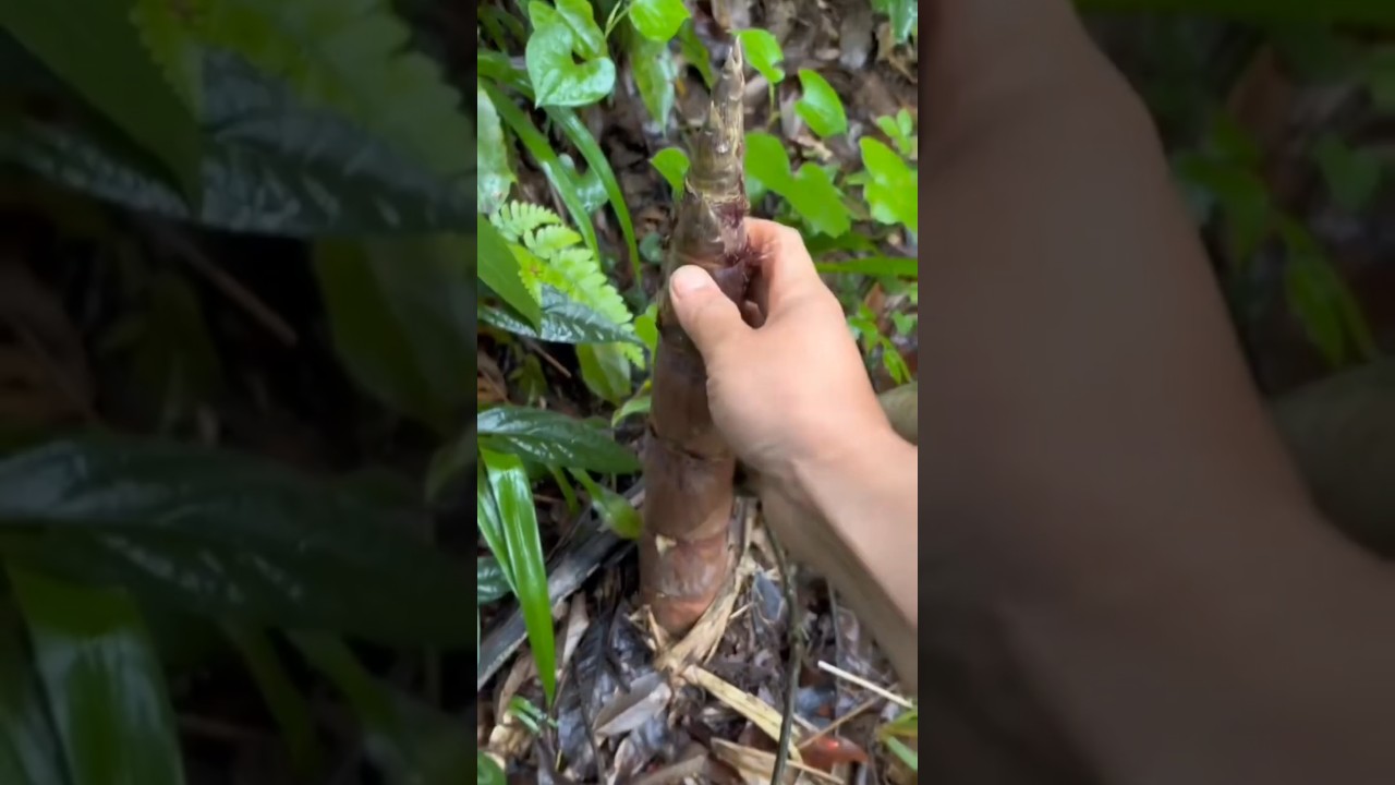 Amazing_nature's gift, soft green gold relieves stress and heals! #satisfyingvideo #shortvideos
