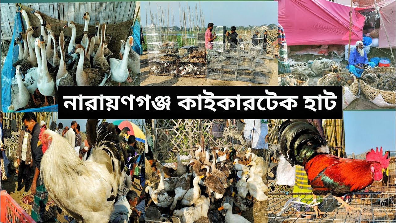 নারায়ণগঞ্জ কাইকারটেক হাঁস মুরগির হাট | Narayanganj Kaikartak Hat | New video 2025 #ekram_agro