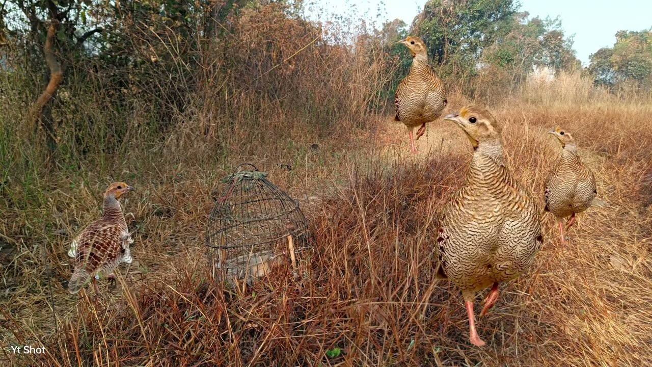 Super voice partridge hunting sound Gora irna teetR voice madi teetar hunting sound amazing teetar 