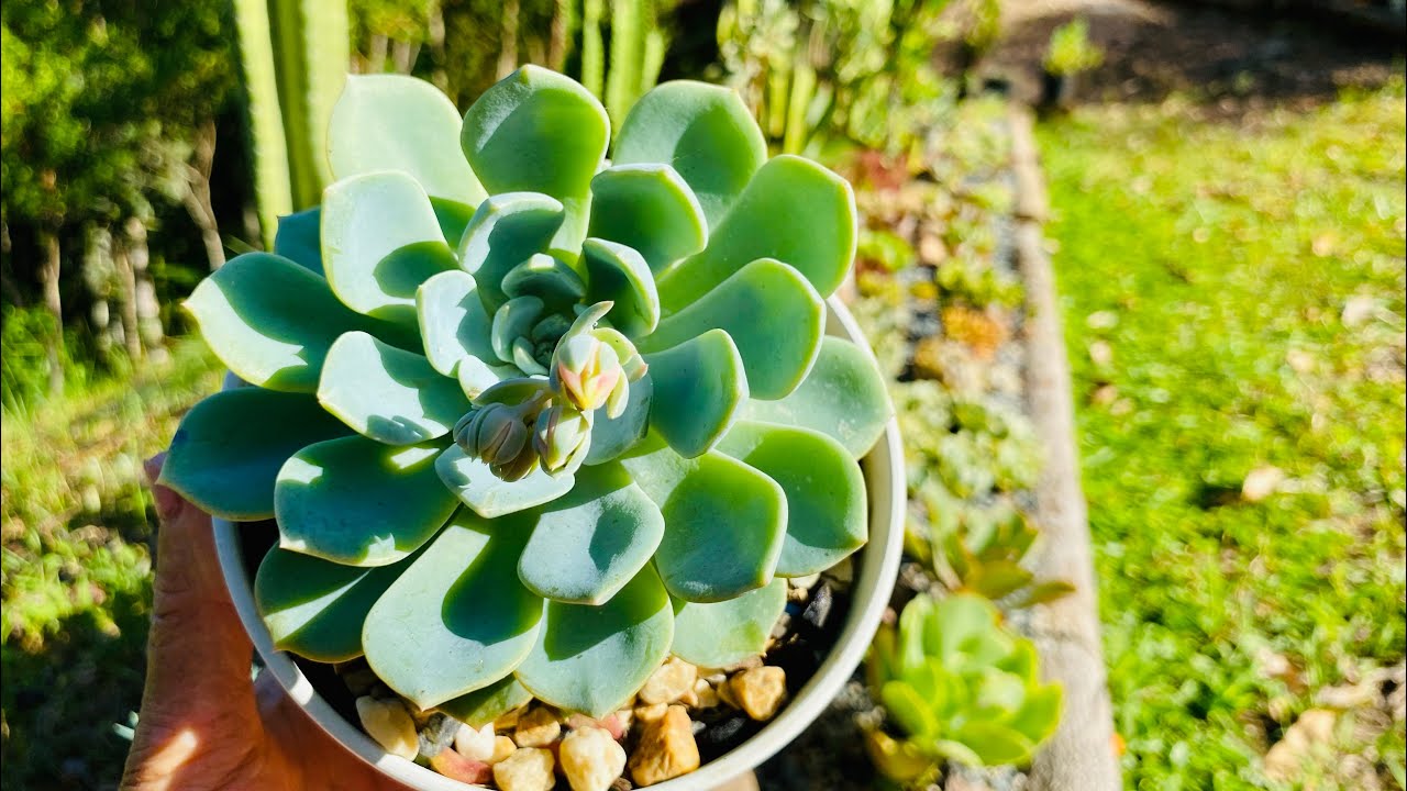 SAIBA COMO preparo meus CANTEIROS para cultivar SUCULENTAS no chão e no TEMPO SOL PLENO E CHUVA.