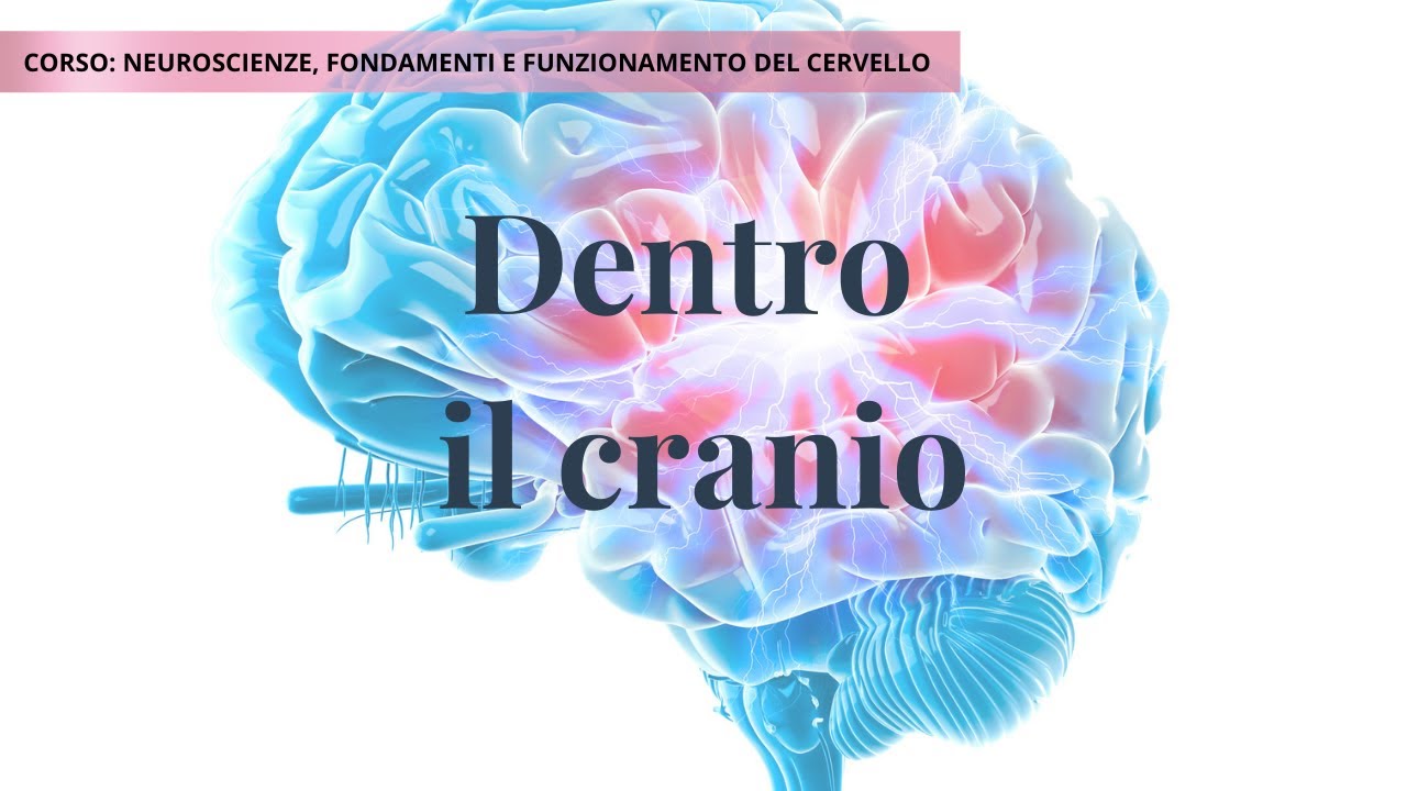 Perché il cranio protegge il cervello? Anatomia spiegata semplice | Lezione 6