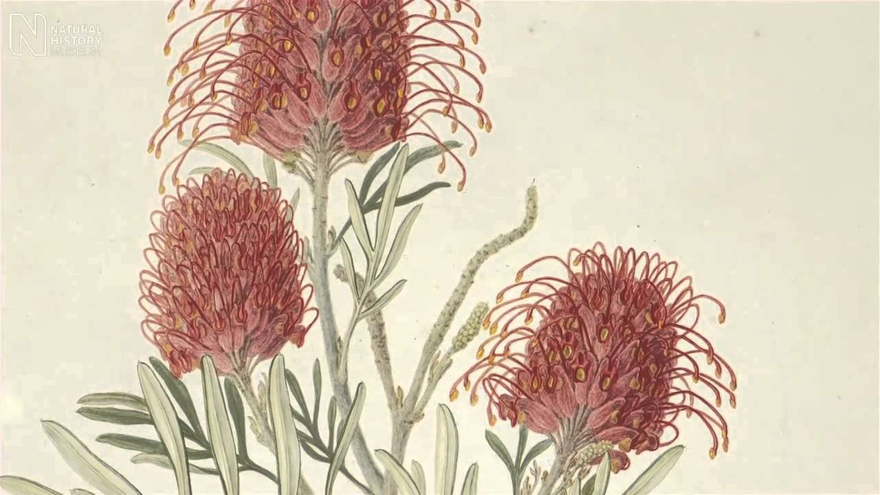 Images of Nature and the Museum's treasured artworks | Natural History Museum