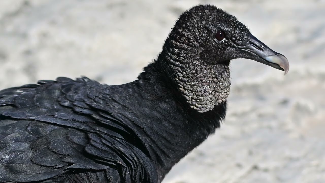 AF-S 70–200mm f/4G Bird Photography Test (4k)