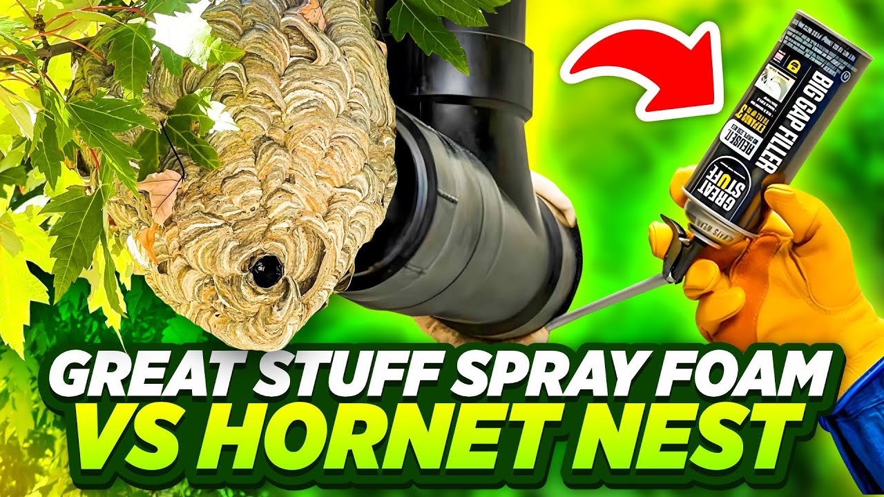 Great stuff spray foam vs bald face hornet nest (can spray foam stop the swarm)