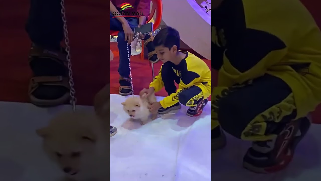Highlights of the Pet Show happening at Ocean Mall's Grand Winter Festival.