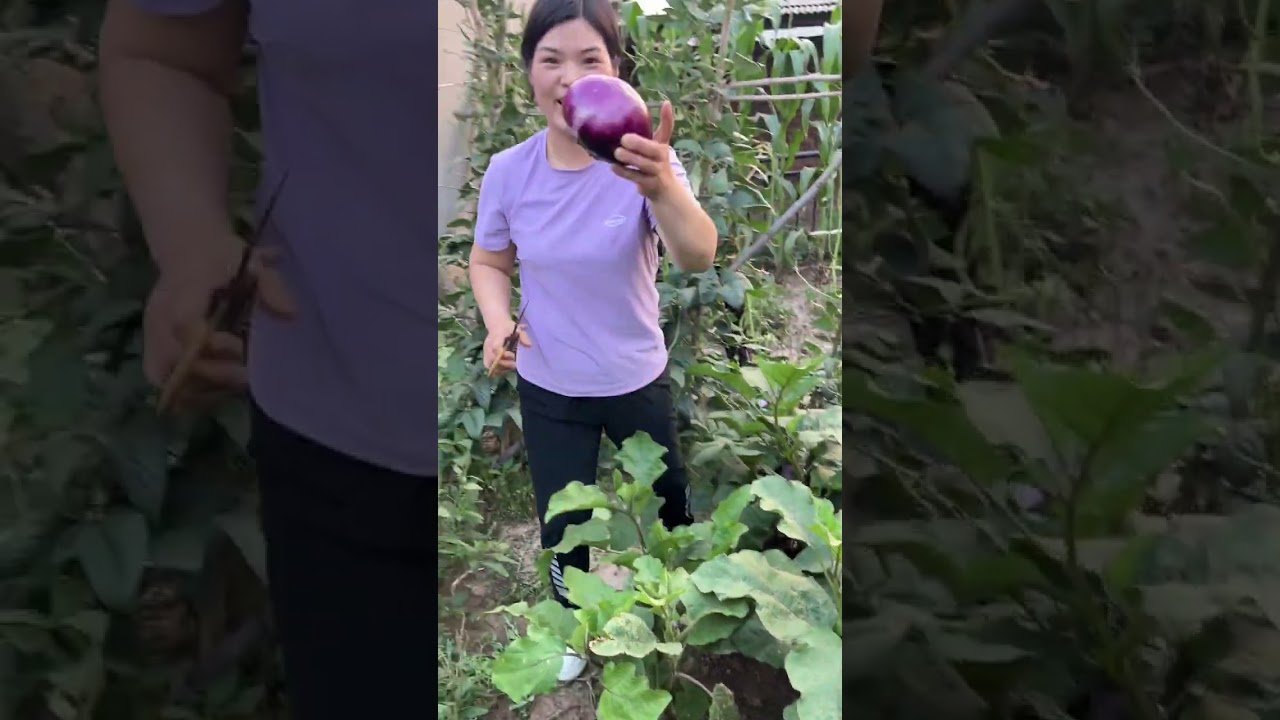 老爸老妈给我们种了好多菜，回家又来扫荡了😂😂摘了好多菜#我的乡村生活 #自己种的纯天然的绿色蔬菜