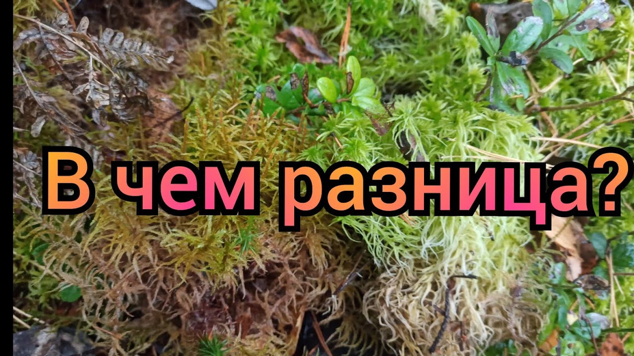 Мох сфагнум и Кукушкин Лен.