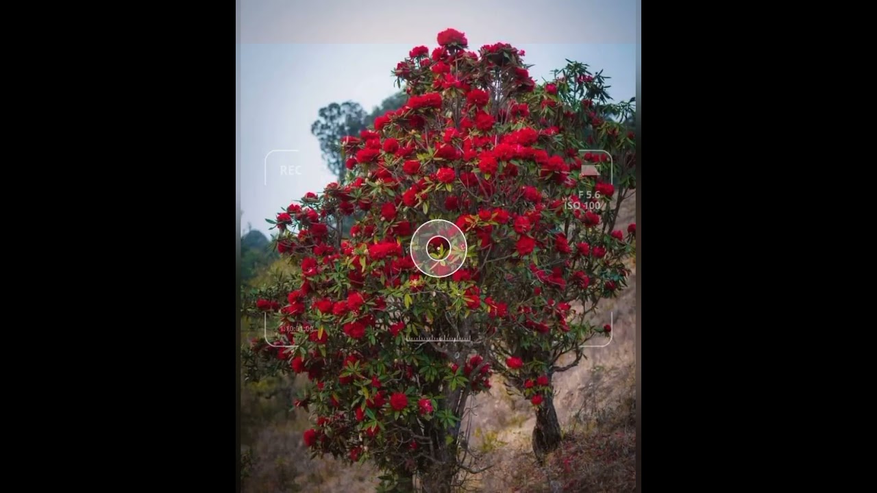 Dedicated to Sheemai tyahrii by Sheemai shedziipfii