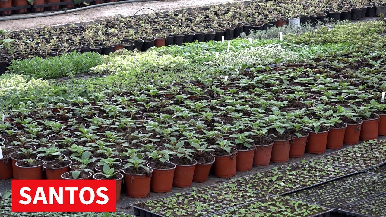 NOVI MODERNI PLASTENICI IZGRAĐENI U OKVIRU CVETNOG CENTRA DARUŠI