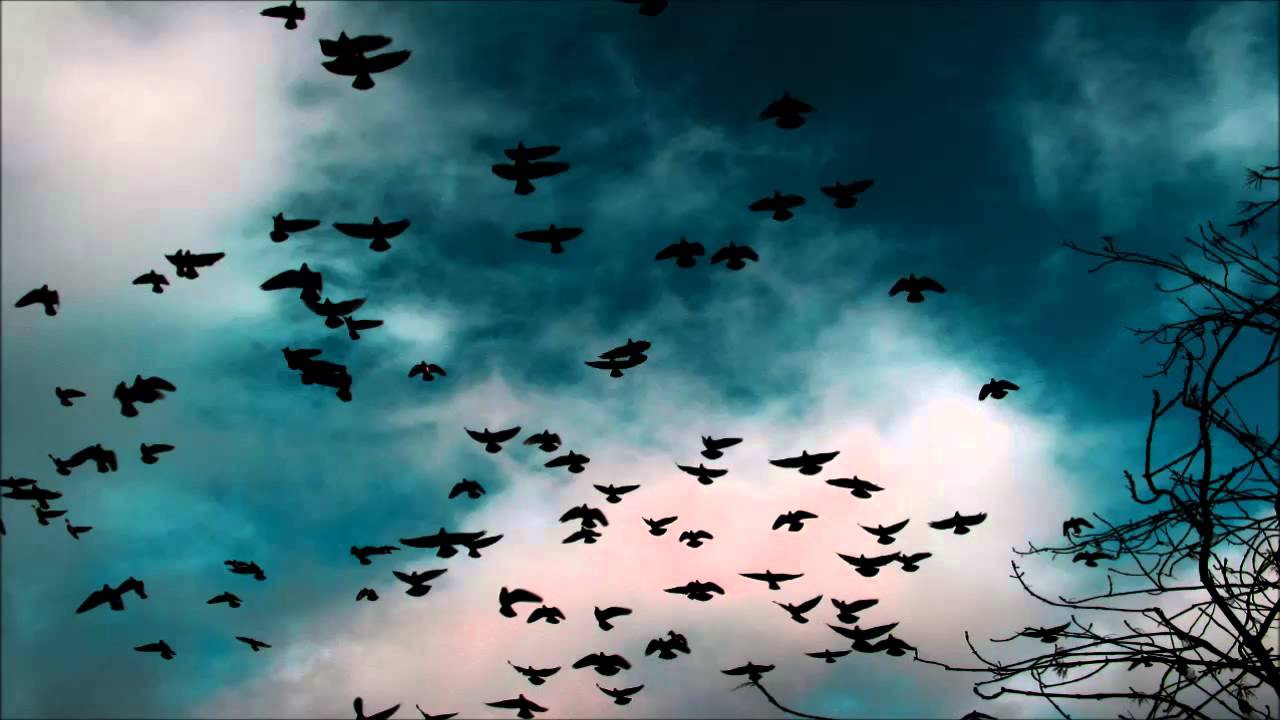 Downstate - Birds