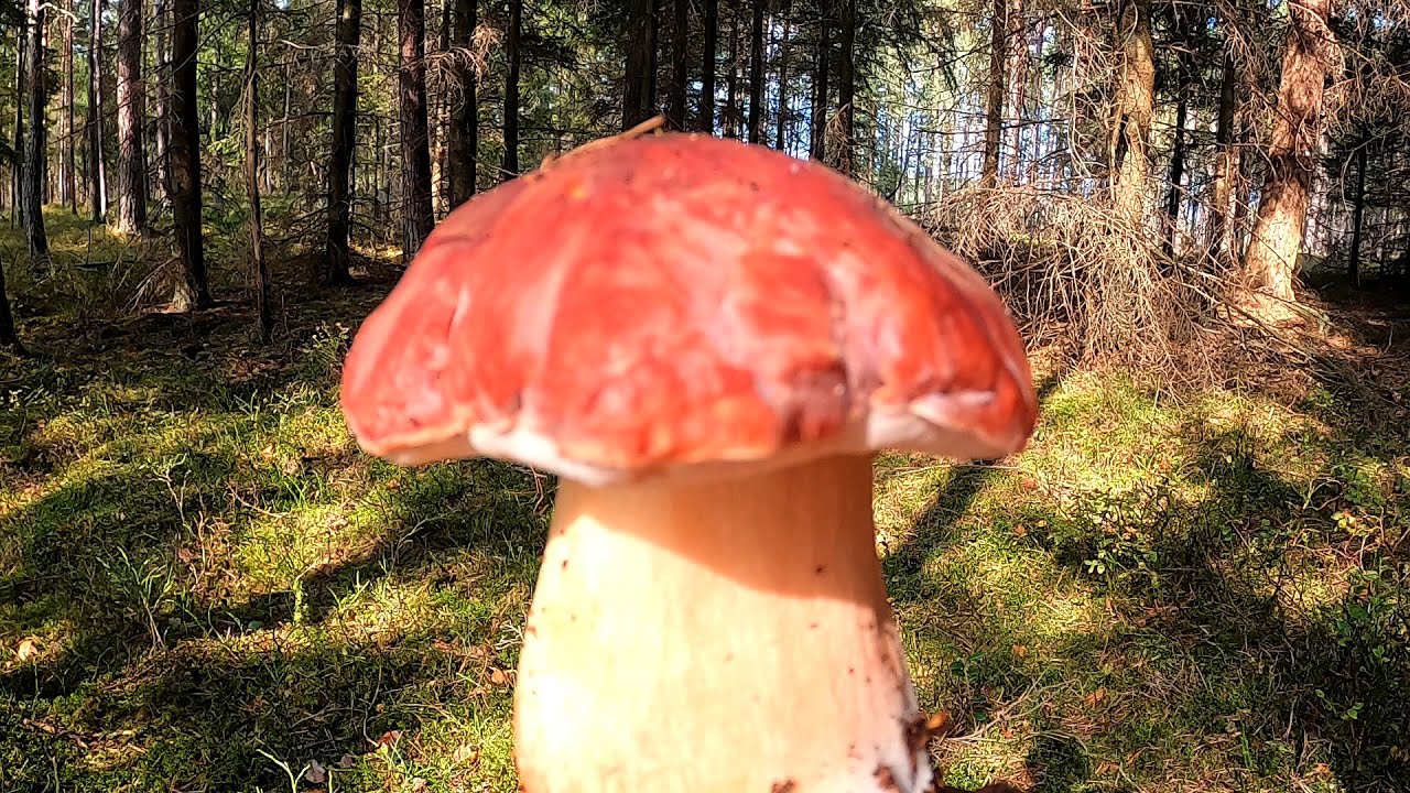 Borowikowy rekord w Puszczy Słupskiej Totalna niespodzianka