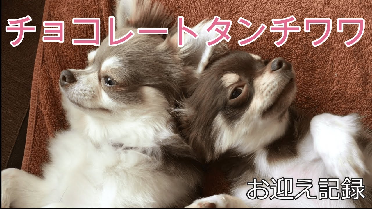 チョコレートタンチワワ子犬のお迎え記録