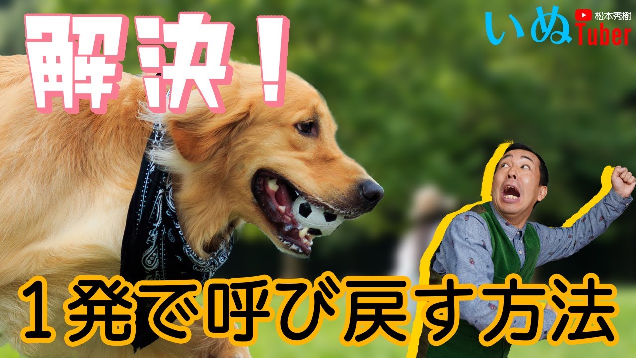 松本秀樹流！１週間でマスターする！愛犬を呼び戻す方法！犬とトレーニング