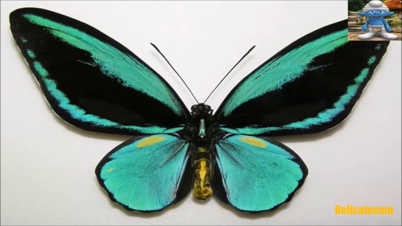 TOP 10 MARIPOSAS MÁS SORPRENDENTES