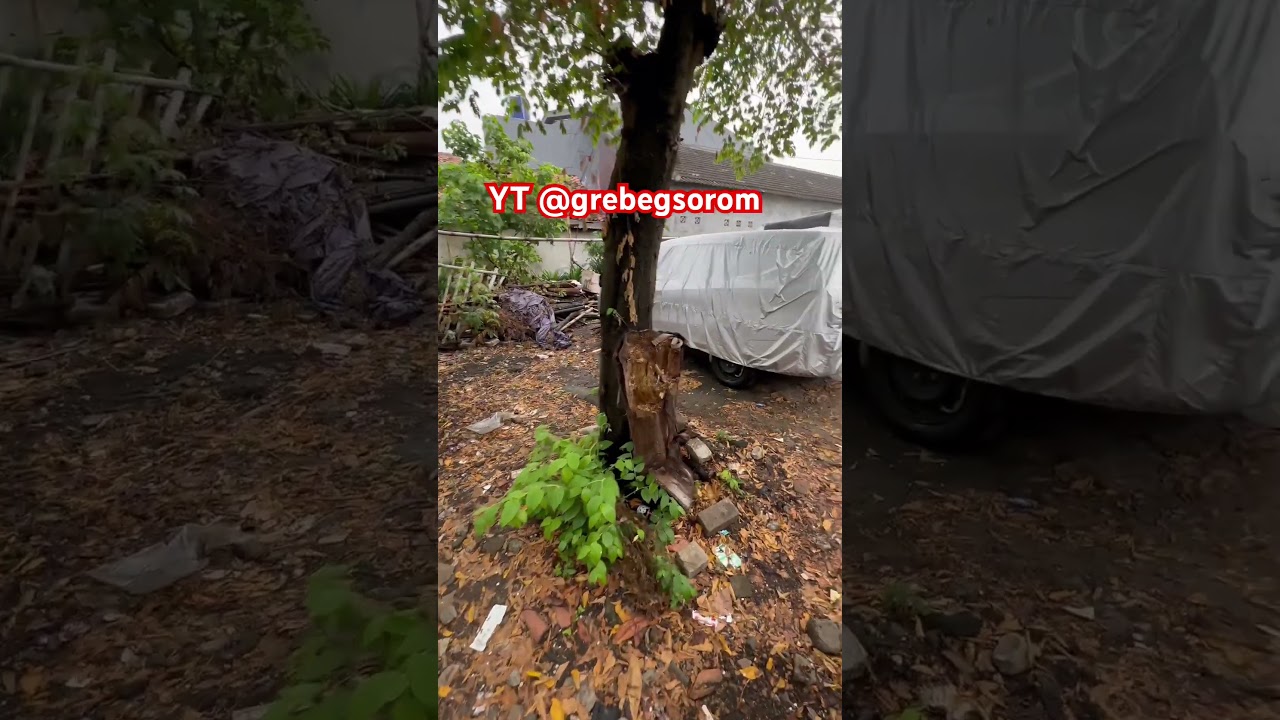 #grebegsorom