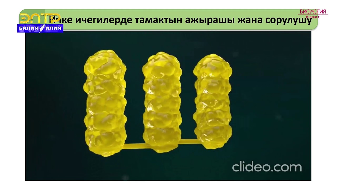 8-класс | Биология | Ашказанда тамак-аштын иштелип чыгышы. Ичке ичегиде тамак ажыроо