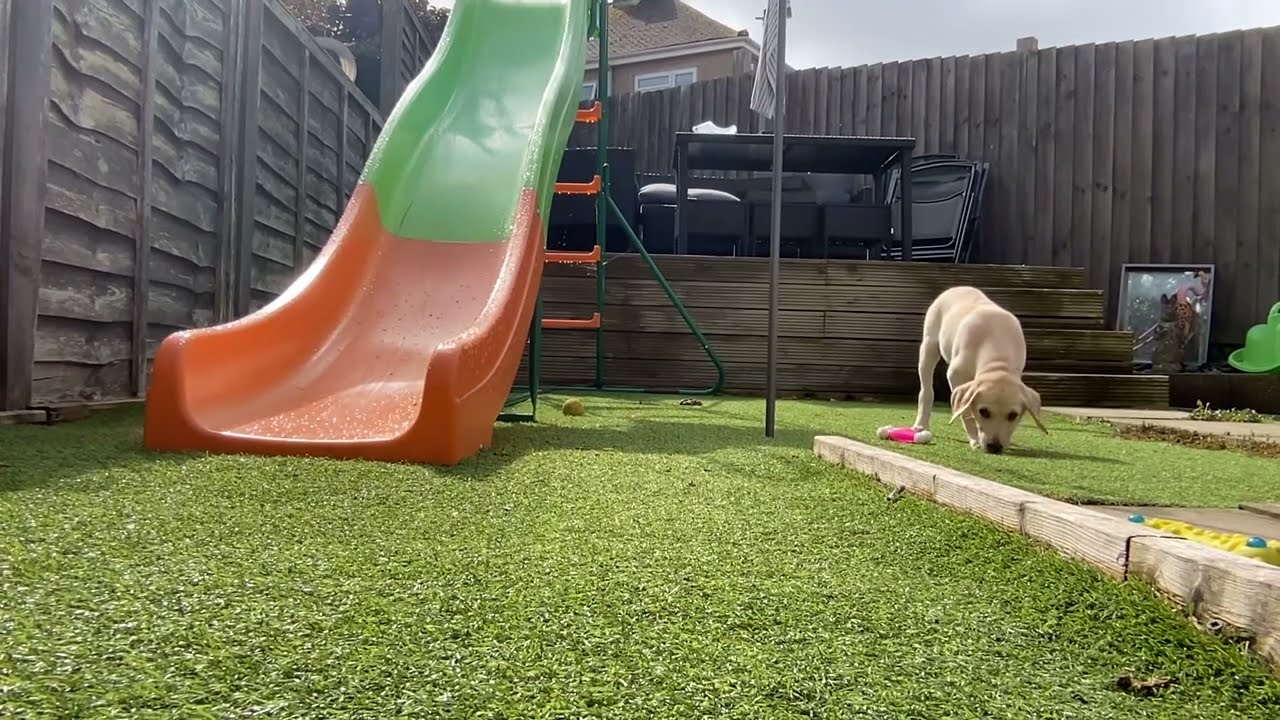 The best dogs in the world 