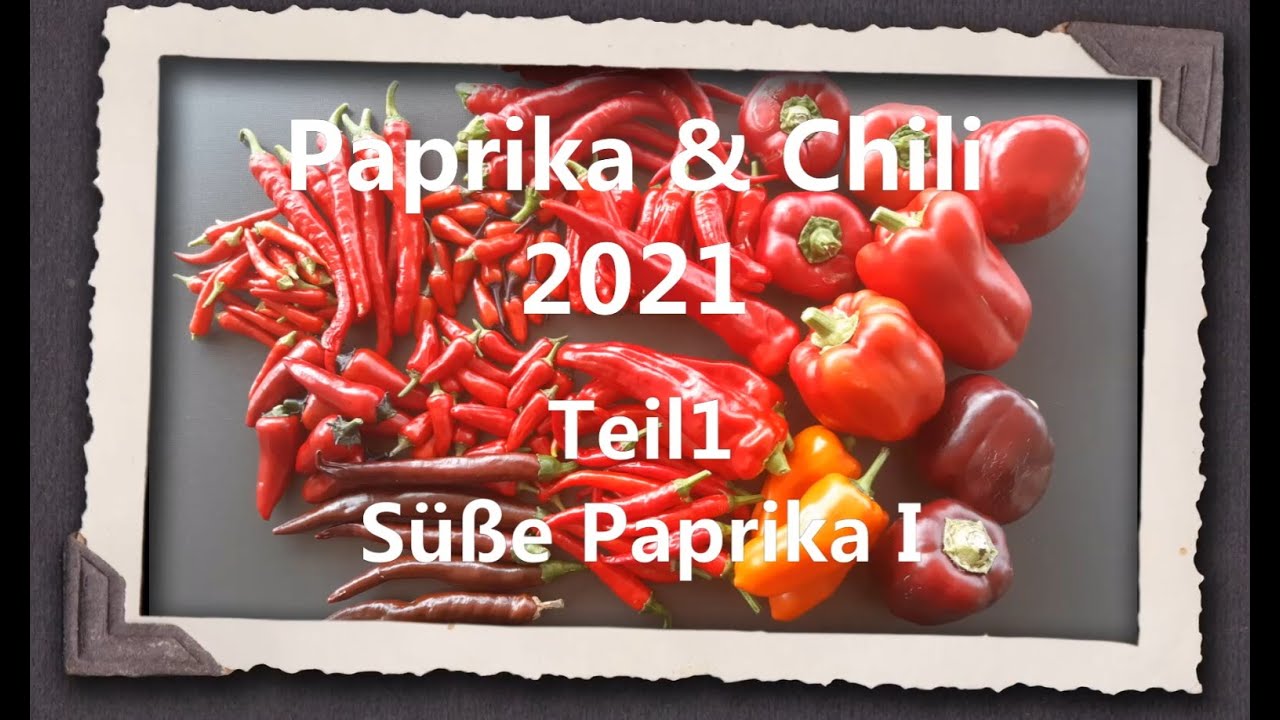 Paprika & Chili 2021 Teil 1 - Süße Paprika I
