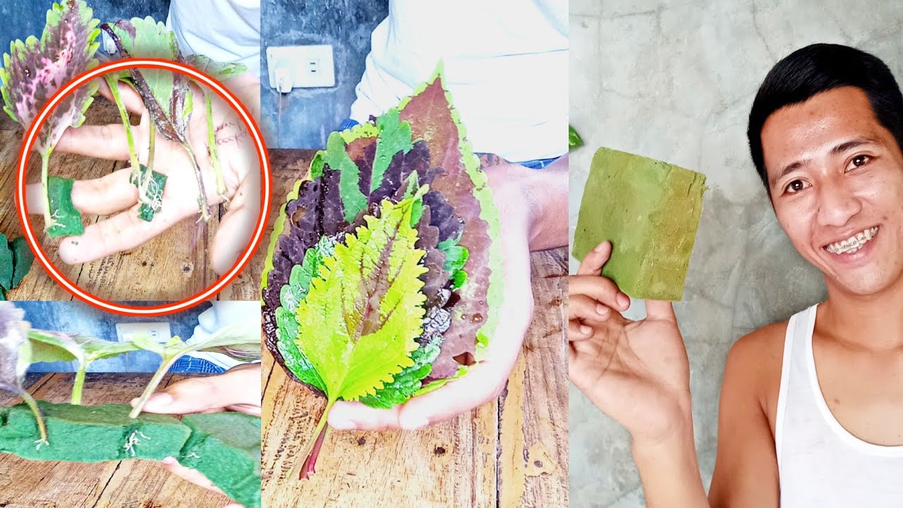 HOW TO PROPAGATE MAYANA LEAF USING FLORAL FOAM.(LEAF PROPAGATION)