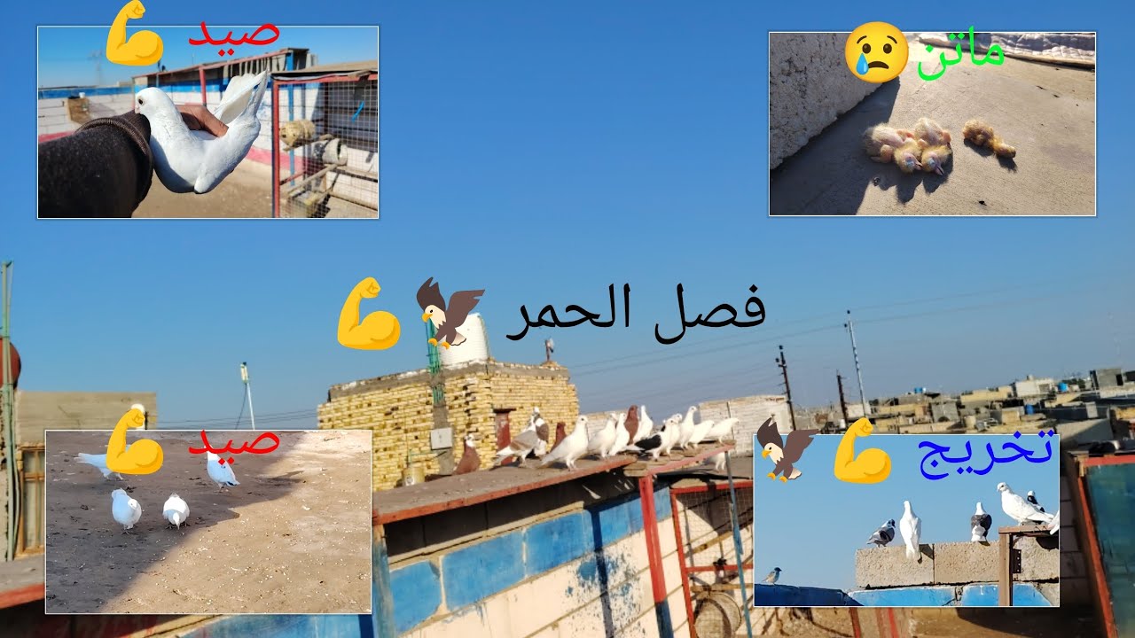 فيدو اليوم بي استشهاد فرخات الارافل 😂😔+تخريج +فطام +صيد زوج +فصل الحمر +طركاعه مو فيدو لايك اشتراك 