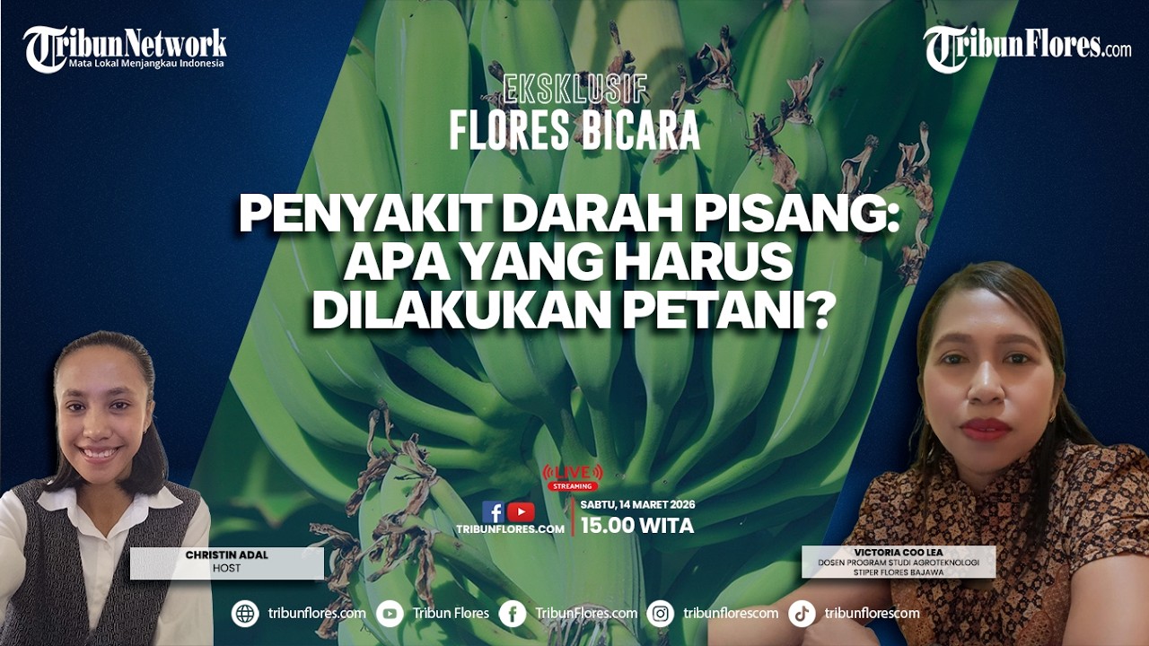 🔴EKSKLUSIF FLORES BICARA: Penyakit Darah Pisang: Apa yang Harus Dilakukan Petani?