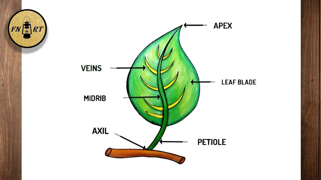 How to draw a leaf and label its parts step by step